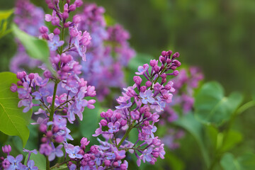 Branch of lilac flowers on natural summer background