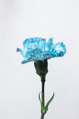 It is a blue carnation .	
