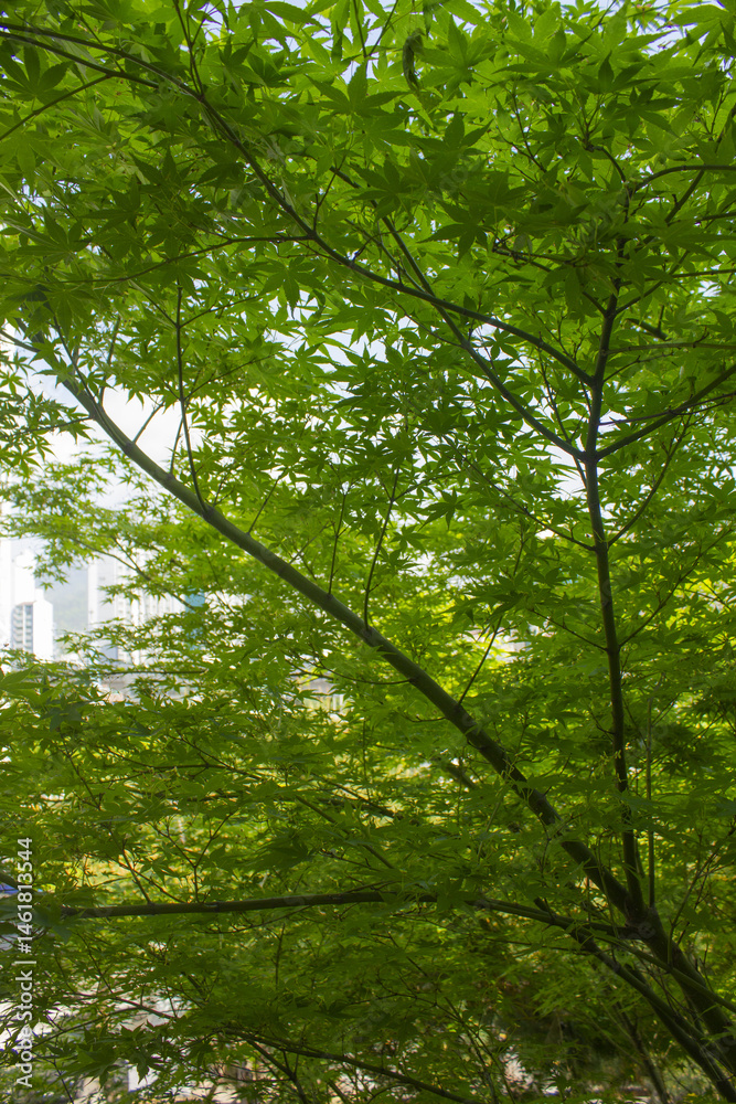 Canvas Prints this is the appearance of a maple tree.