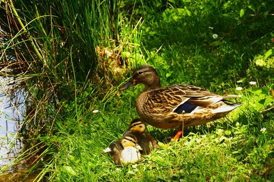 Cute duckling family resting in the meadow mother and newborn babies