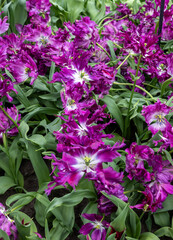 Fototapeta premium Tulip called Parrot Negrita. Parrot group. Tulips are divided into groups that are defined by their flower features
