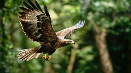 Fototapeta premium An eagle diving down to catch its prey near a river.