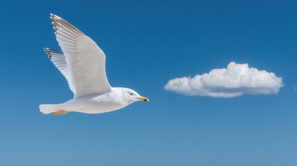 Fototapeta premium Majestic Seagull Soaring Through a Bright Blue Sky