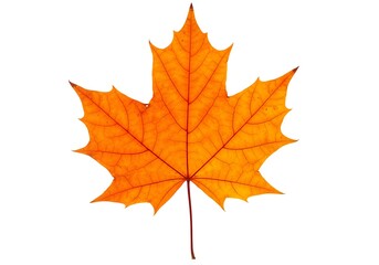 Single Orange Autumn Maple Leaf Isolated White Background Red Fall Tree Plant Image Color Nature