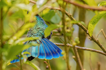 The extended blue bright tail of a hummingbird stands out on the canopy, in a forest in the eastern Andean mountains of central Colombia.