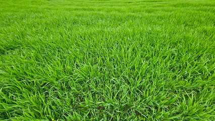 Fresh green spring grass nature background