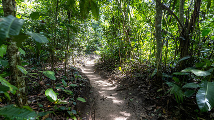 Obraz premium A Lush Rainforest with A Narrow Winding Path Sunlight D556da68 32cf 467d Aeea C2bdc322a591 0