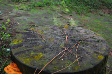 Tree Table wooden Podium for display
Empty tree trunk for display montages
Natural product...
