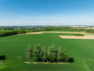 Aerial drone view of beautiful yellow fields rapeseed.Village country farming shapes in fields....
