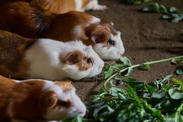 Traditional Guinea Pig Farming in the Peruvian Andes-Cusco Peru Cuy