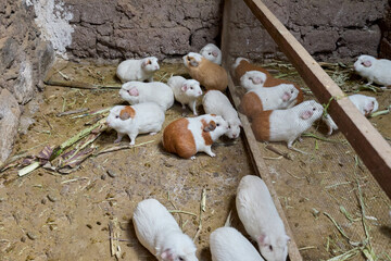 Traditional Guinea Pig Farming in the Peruvian Andes-Cusco Peru Cuy