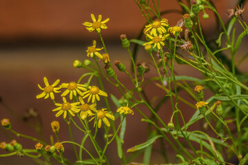 Narrow-leaved ragwort flowers freely growing on a rural garden, in the eastern Andean mountains of central Colombia, near the town of Villa de Leyva.