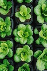 Fototapeta premium Rows of vibrant green lettuce seedlings thrive in black pots, showcasing the beauty of hydroponic farming and sustainable agriculture practices