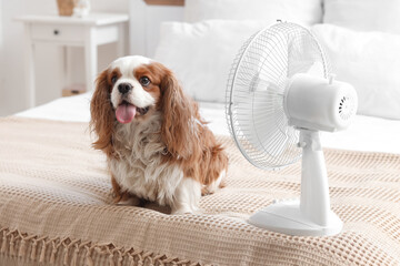 Funny dog and electric fan in bedroom