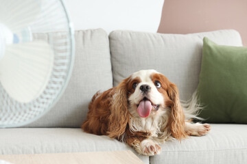 Funny dog lying on sofa in air flow from electric fan