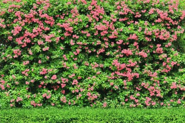 Lush hedge of vibrant pink flowers and green foliage. Densely packed blooms create a colorful wall