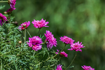 Obraz premium Close-up photography of some dark pink china star flowers, captured at a garden near the town of Villa de Leyva, in the eastern Andean mountains of central Colombia.