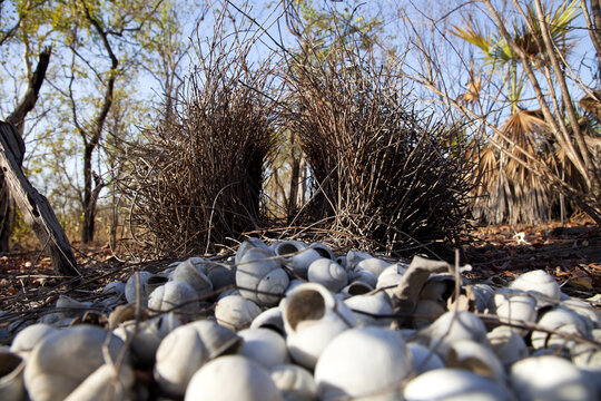 Bowerbird nest decorated with white shells