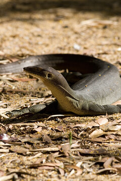 Close up of a large Water Monitor on the ground