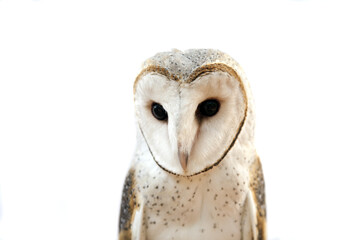 Close up of a barn owl with a white background