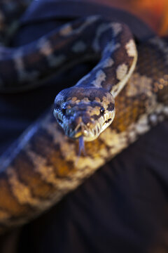 A snake, with tongue out, looking directly at camera
