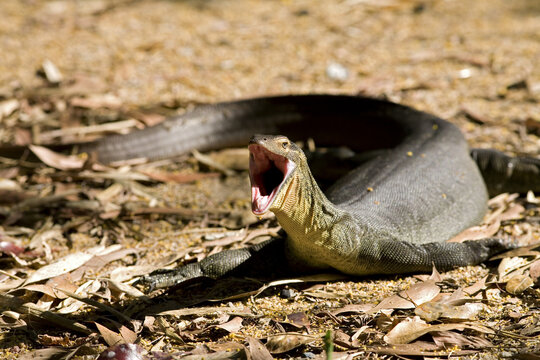 Close up of a large Water Monitor with a wide open mouth