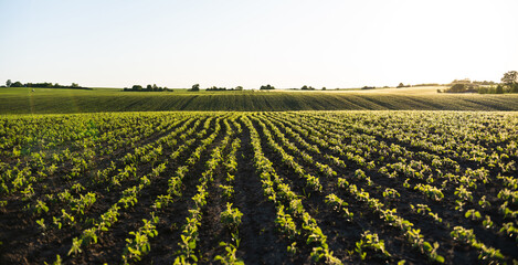 Soybean rows curving along hilly farmland at sunrise in rural area