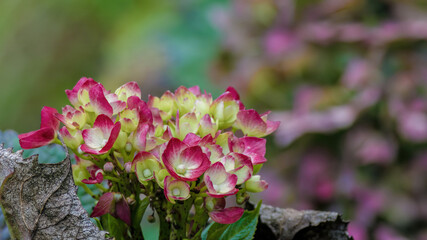 Close-up view of a cluster of red edged young hortensia flowers, captured in a garden in the eastern Andean mountains of central Colombia near the town of Villa de Leyva.
