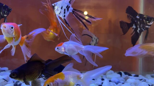 Fish are playing in the aquatica indoors.