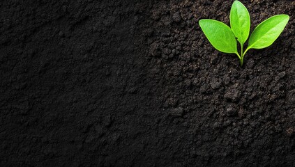 Naklejka premium New sprout emerging from dark fertile soil