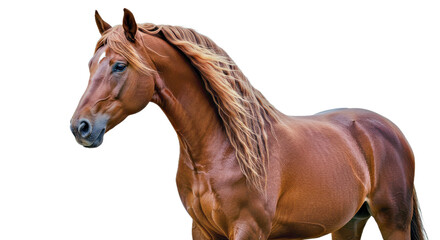 Obraz premium Regal Amadeus Horse Graceful Pose Glossy Coat Long Wavy Mane Isolated White Majestic Equine Beauty