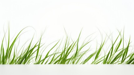 Fototapeta premium artistic grass white background