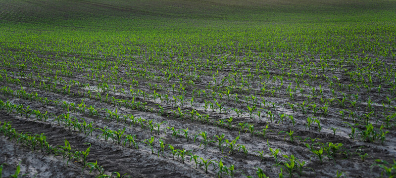 Young corn seedlings growing in neat rows across a wide agricultural field after recent rain