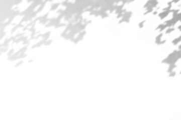 shadow overlay effects of realistic window and foliage shadow with light blur on transparent background,Summer sunlight and shadow overlay effect,shadow for photo interior backdrop studio mockup