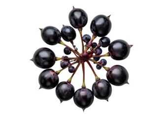Ripe grapes