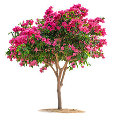 Bougainvillea Flower Tree png