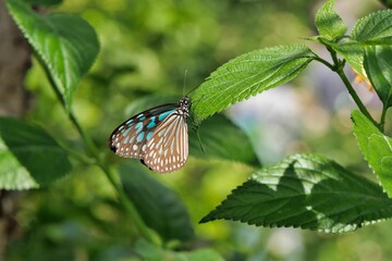 リュウキュウ・アサギマダラ