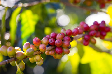 Close up of  ripe coffee beans on coffee tree.
