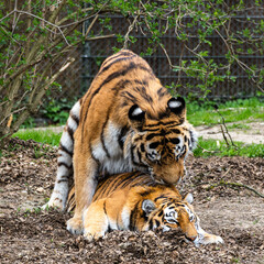 Mating Siberian tigers, Panthera tigris altaica in a park