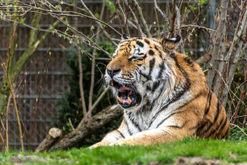 The Siberian tiger,Panthera tigris altaica in a park