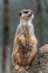 Meerkat, Suricata suricatta sitting on a stone and looking into the distance