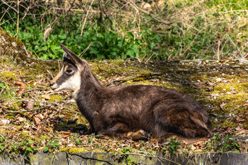 Apennine chamois, Rupicapra pyrenaica ornata, is living in Italy and Spain