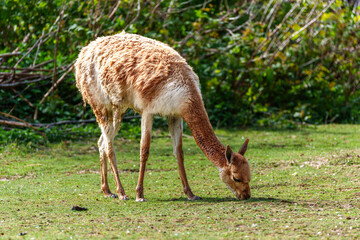 Vicunas, Vicugna Vicugna, relatives of the llama in a German park
