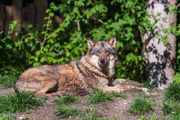 European Grey Wolf, Canis lupus in a german park