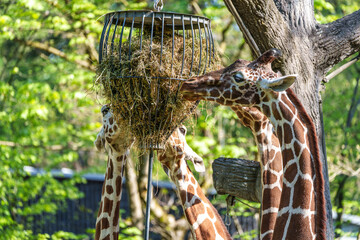 The giraffe, Giraffa camelopardalis is an African mammal © rudiernst
