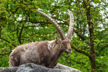 Alpine ibex, Capra ibex is a species of wild goat that lives in the mountains of the European Alps.