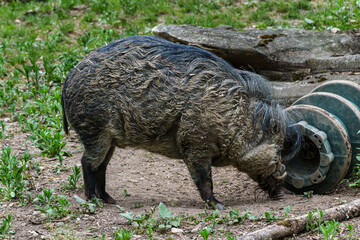 The Visayan warty pig, Sus cebifrons is a critically endangered pig