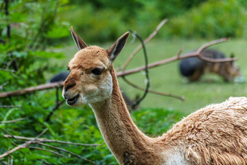 Vicunas, Vicugna Vicugna, relatives of the llama in a German park