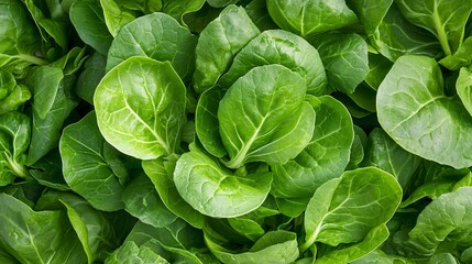 Fresh leafy greens growing in hydroponic racks with no background distractions, wide floor spacing, soft green glow under natural light, isolated vegetables in focus