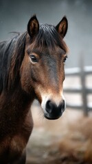 Obraz premium Horse portrait captured in soft morning light at a rural farm with a gentle winter ambiance